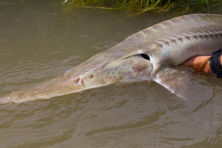 Pallid Sturgeon