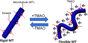 Reversible regulation of the rigidity of microtubules (MTs) using trimethylamine N-oxide (TMAO) in the presence of kinesins