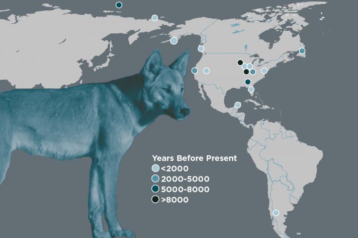 Ancient Dogs in the Americas