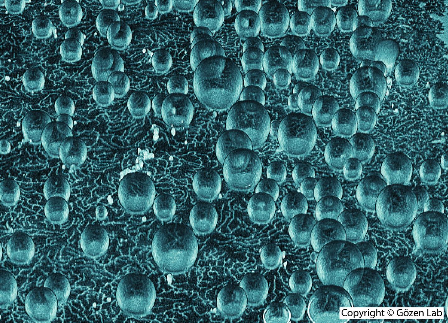 Spontaneously Formed Protocell [IMAGE] EurekAlert! Science News Releases