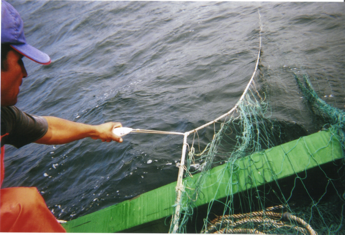 Pingers were tested on Peruvian fishing boats