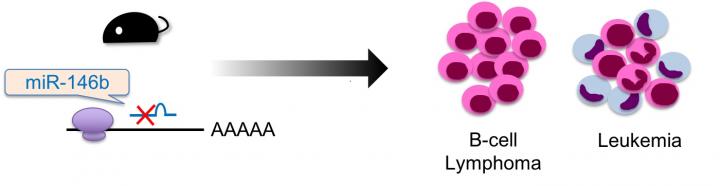 IMAGE 1: MiR-146b Knockout Mice Developed Hematopoietic Malignancy