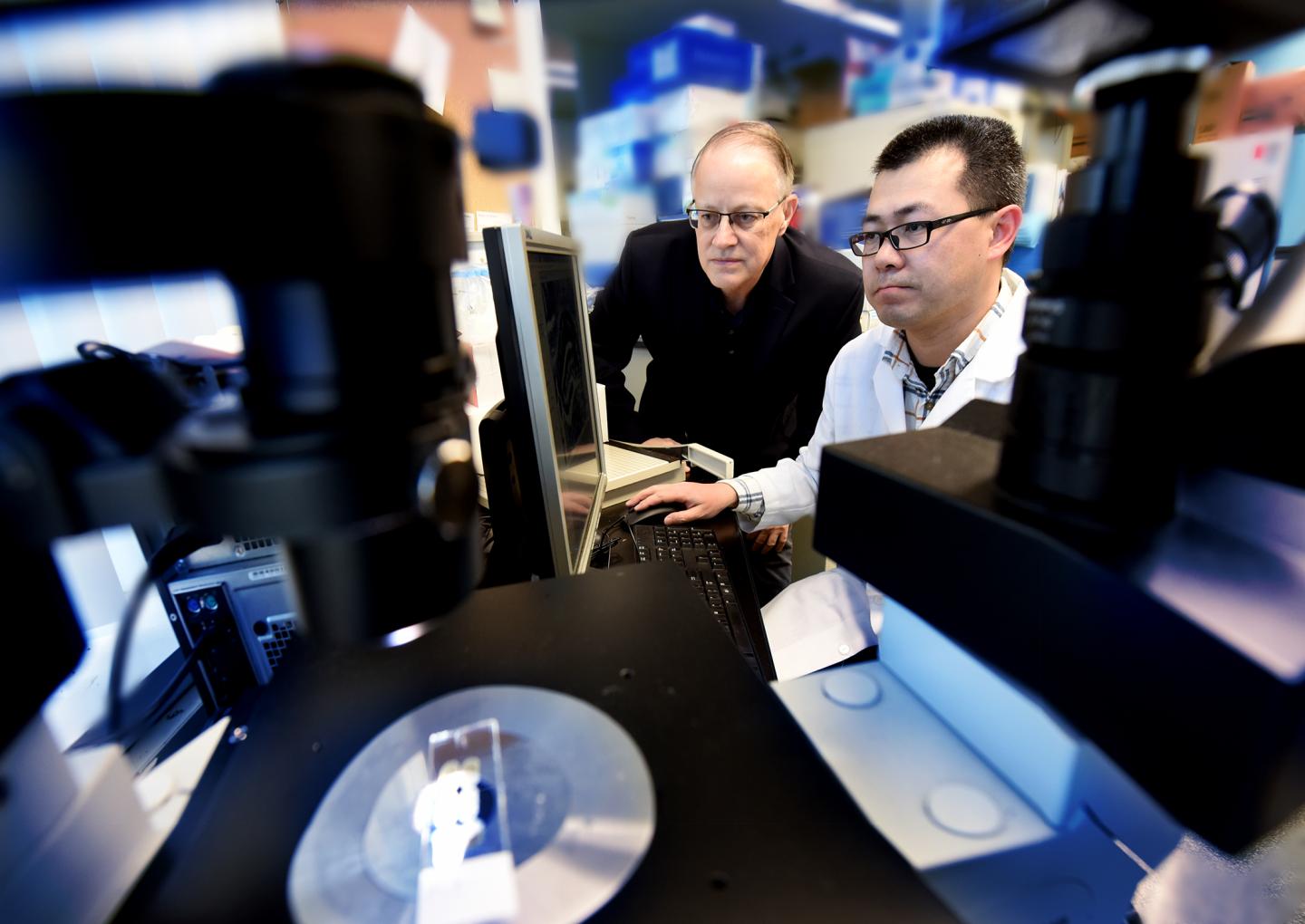 Darrell Brann and Yujiao Lu, Medical College of Georgia at Augusta University