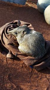 Male golden bandicoot in Western Australia