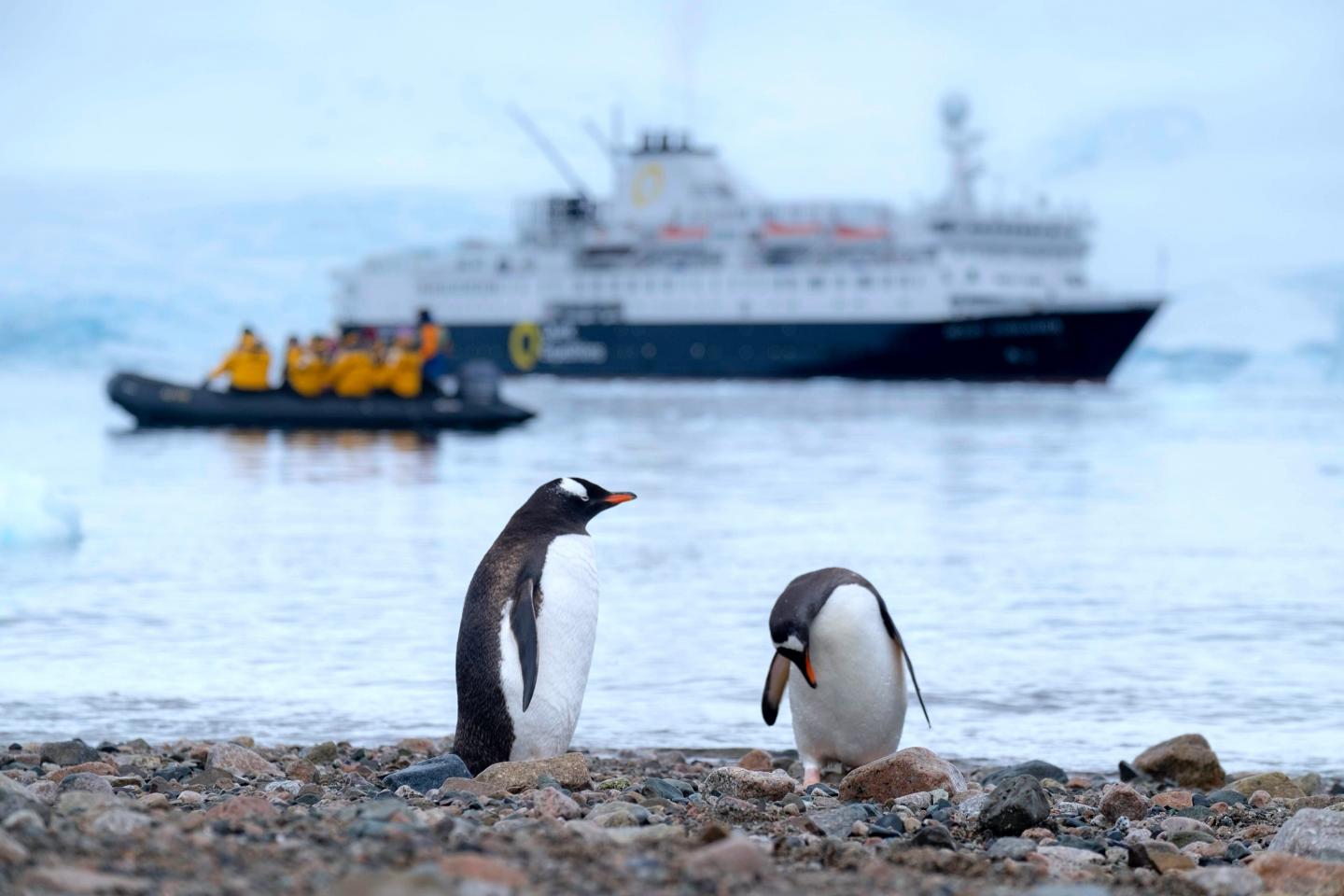 Gentoo penguins