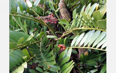 Cycad with Seed Cones
