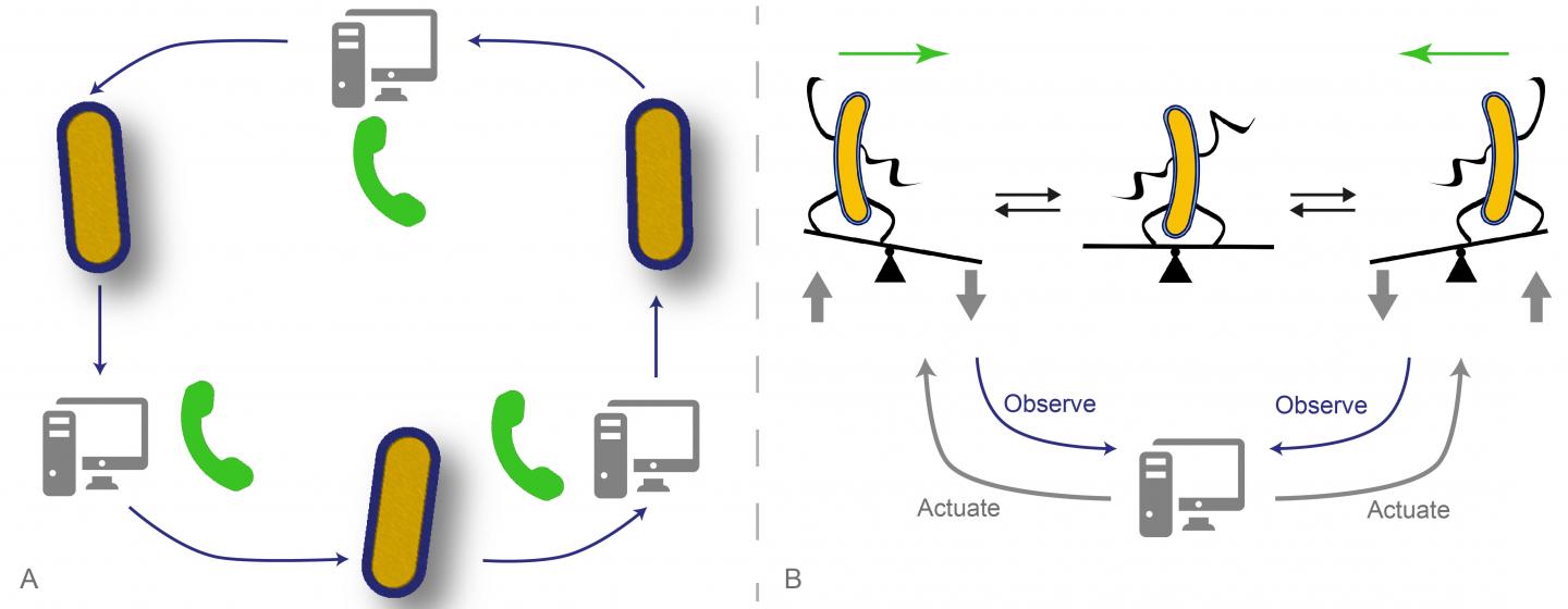 Computerised Biology, or How to Control a Population of Cells with a Computer