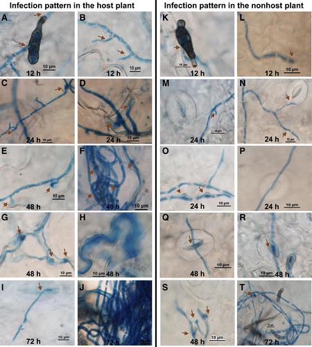 Comparative Microscopic Analysis