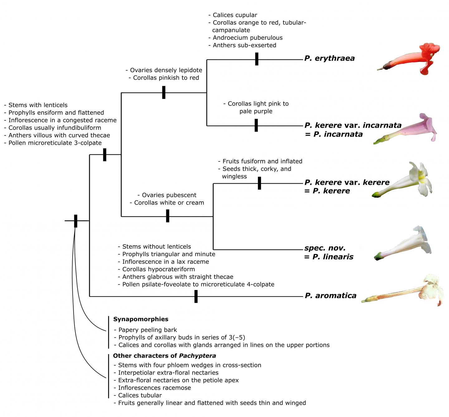 Evolutionary Tree of Pachyptera
