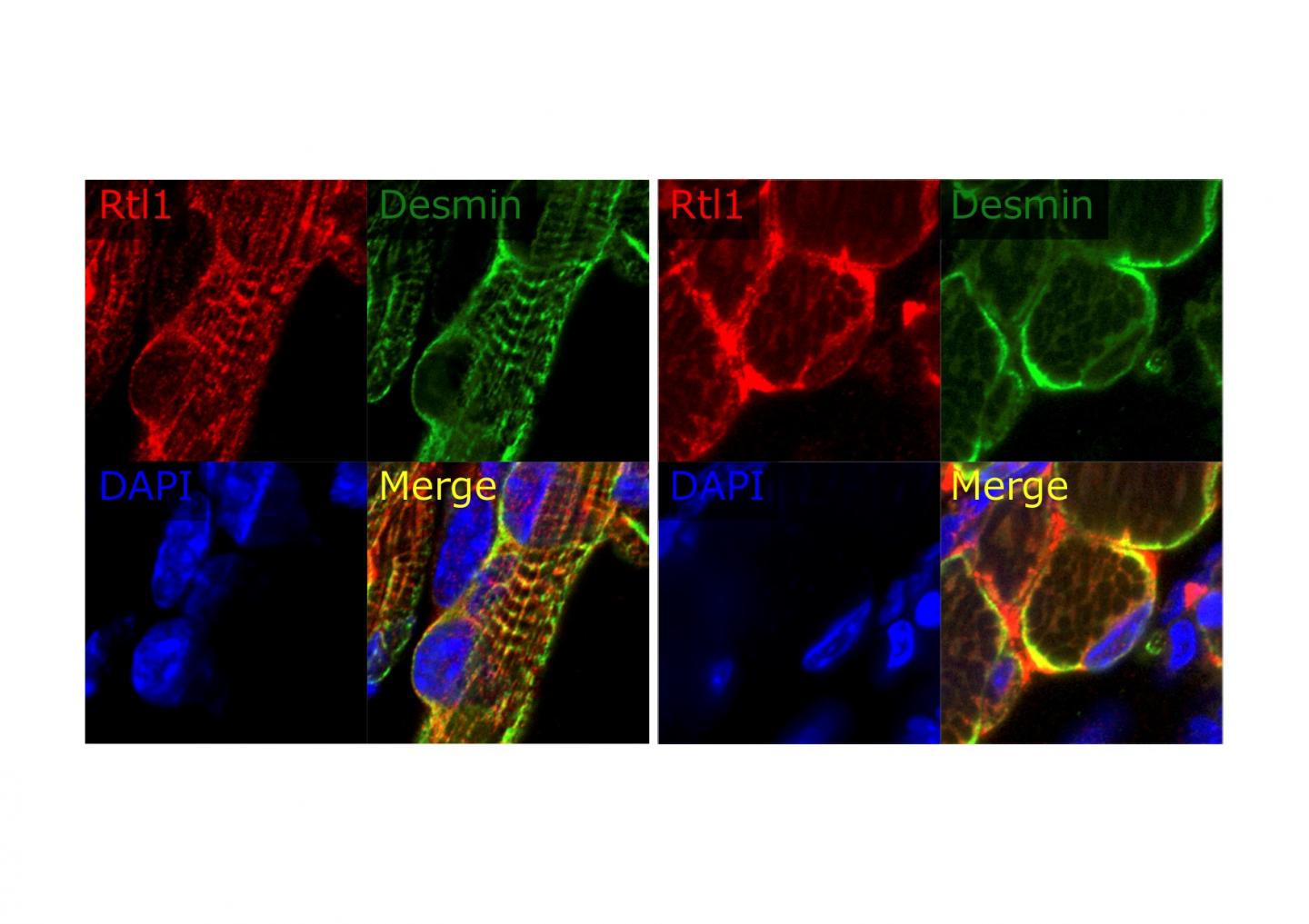 Figure 2.  RTL1 protein is co-localized with DESMIN in neonates.