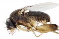 <i>Megaselia wongae</i>
