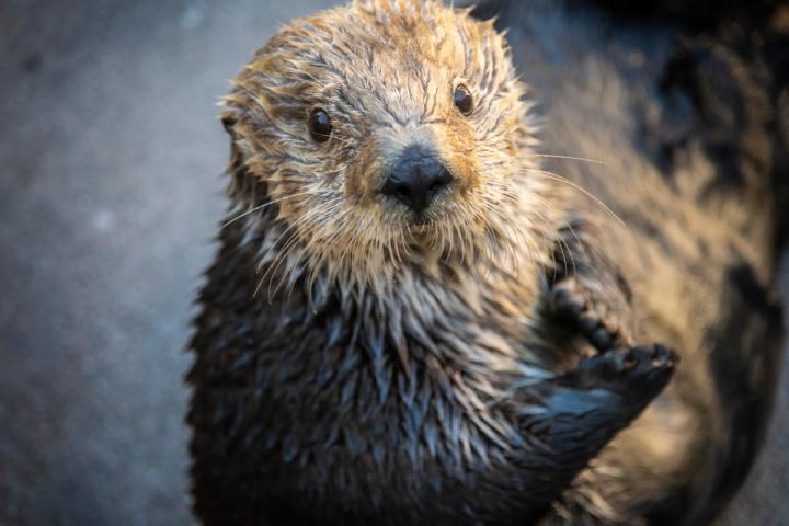 Gidget / Monterey Bay Aquarium