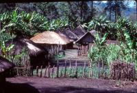People in New Guinea Exhibit Great Genetic Diversity (1 of 3)