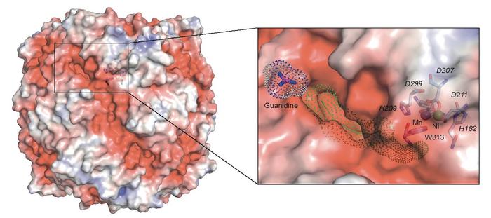 Structure of the guanidinase enzyme of the comammox species Nitrospira inopinata, which converts guanidine into urea. The presumed entrance to a tunnel leading to the active site is highlighted in the left image. In the right section, the tunnel is shown