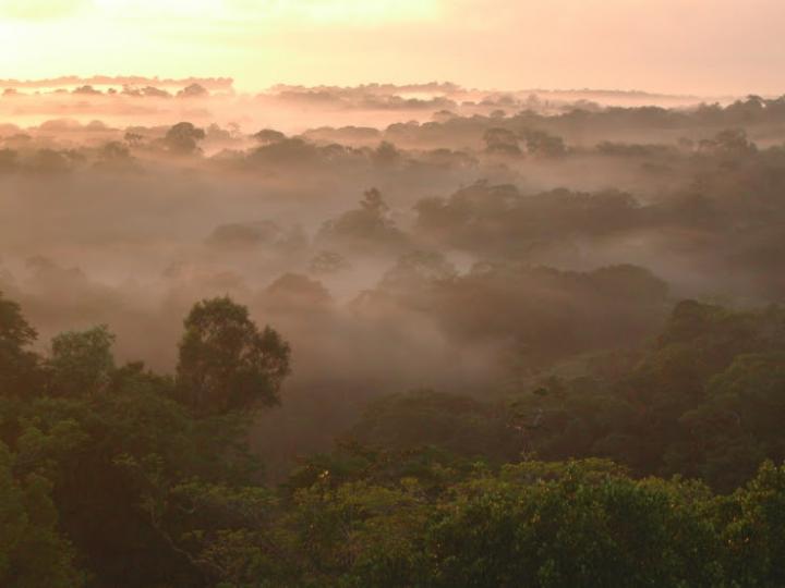 Fog Is a Key Regulator of the Amazon Climate