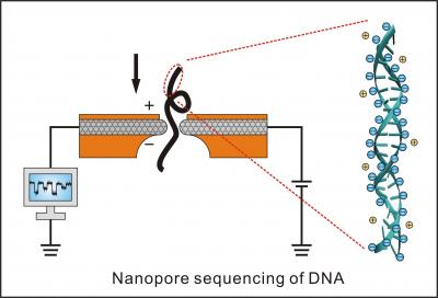 The gene sequencing that everyone can afford | EurekAlert!