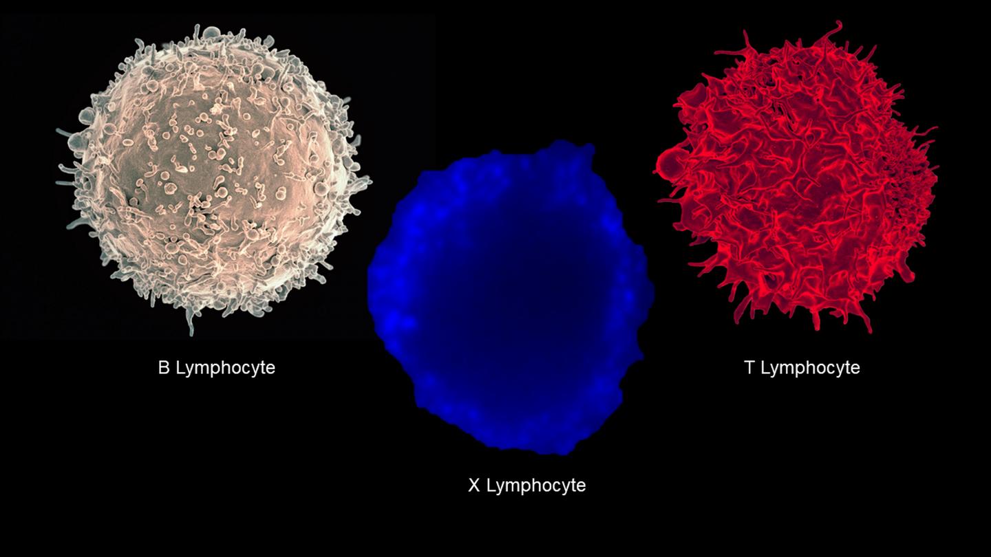 Micrographs of B, T and X Lymphocytes
