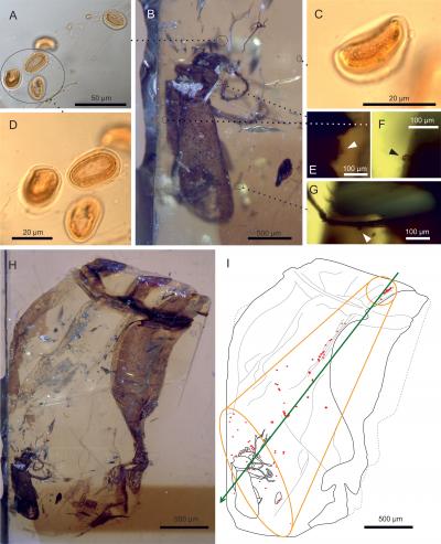<em>Darwinylus marcosi</em> Beetle and Pollen in Amber