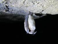 A Little Brown Bat with White-Nose Syndrome