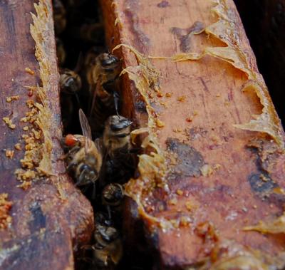 Honey Bees Self-Medicate with Propolis