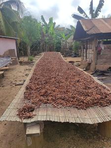 Granos de cacao secándose al aire libre antes de que los productores los vendan