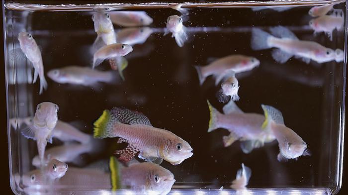 Stowers scientists discuss new insights into how killifish regenerate their fins