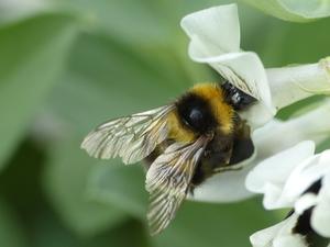 Bee climbing into a flower