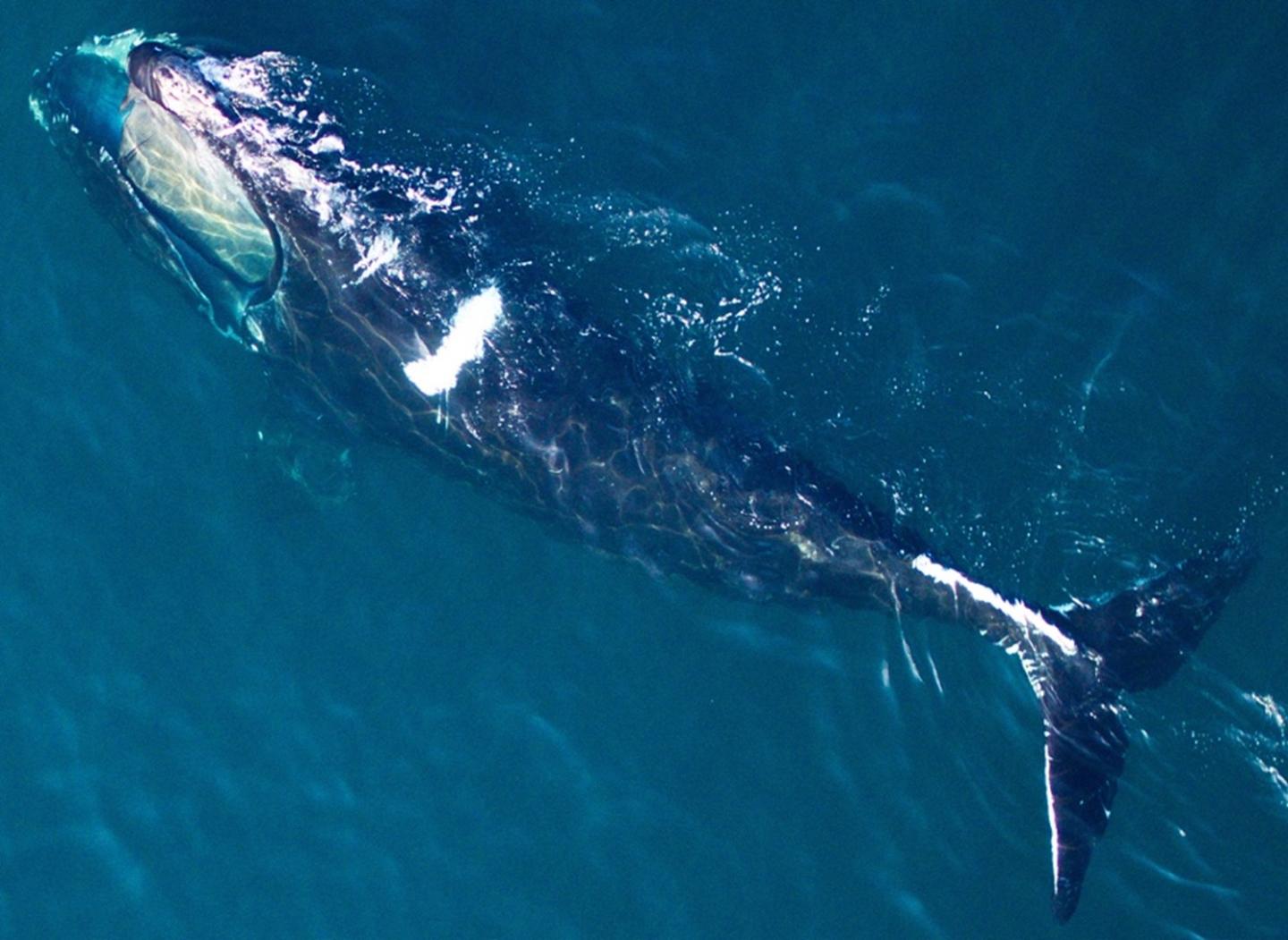 A North Atlantic right whale photographed  in Cape Cod Bay, Mass