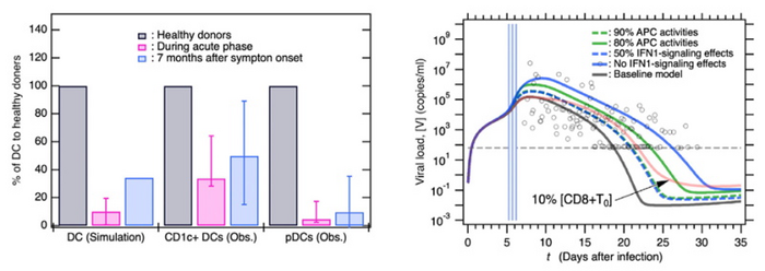 Substantial decrease in DC level in response to SARS-CoV-2 infection
