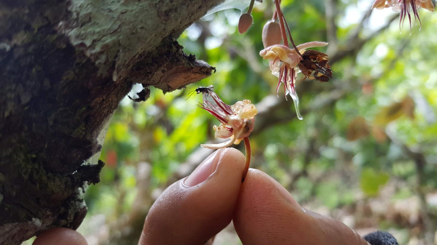 Eine KakaoblÃ¼te wird von einer winzigen parasitÃ¤ren Wespe besucht.