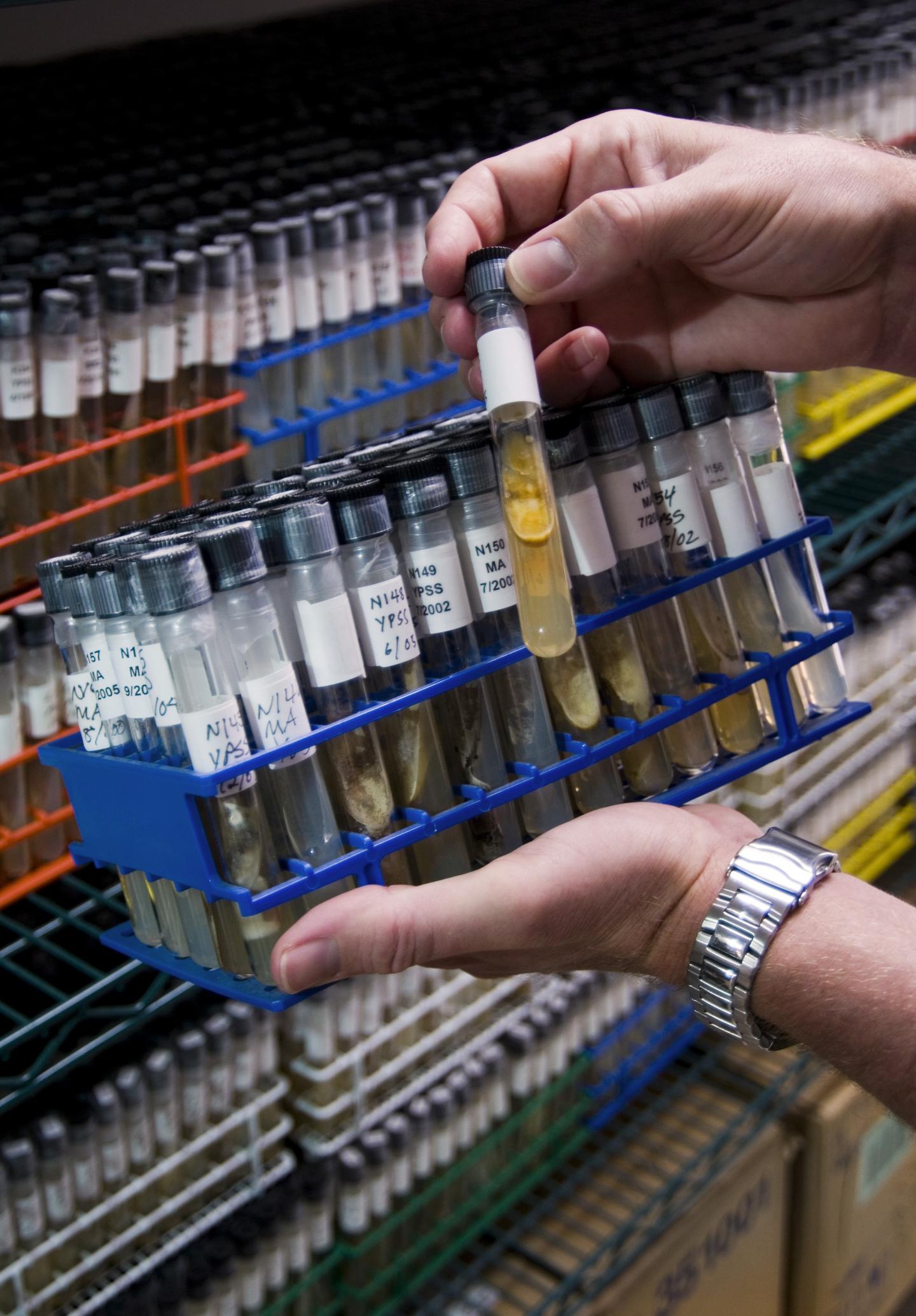 The FAU Harbor Branch Marine Microbial Collection