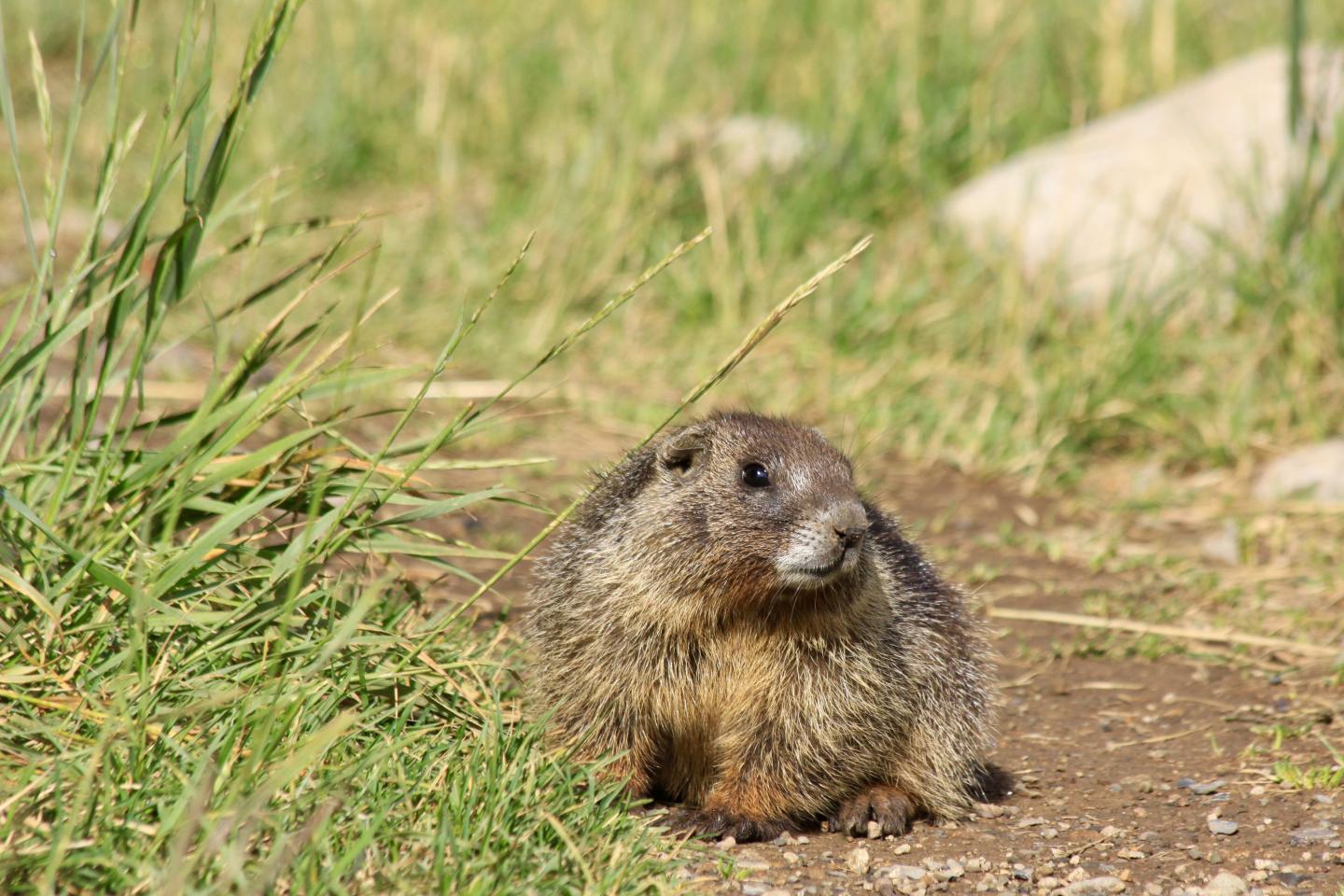Yellow-Bellied Marmot Pup