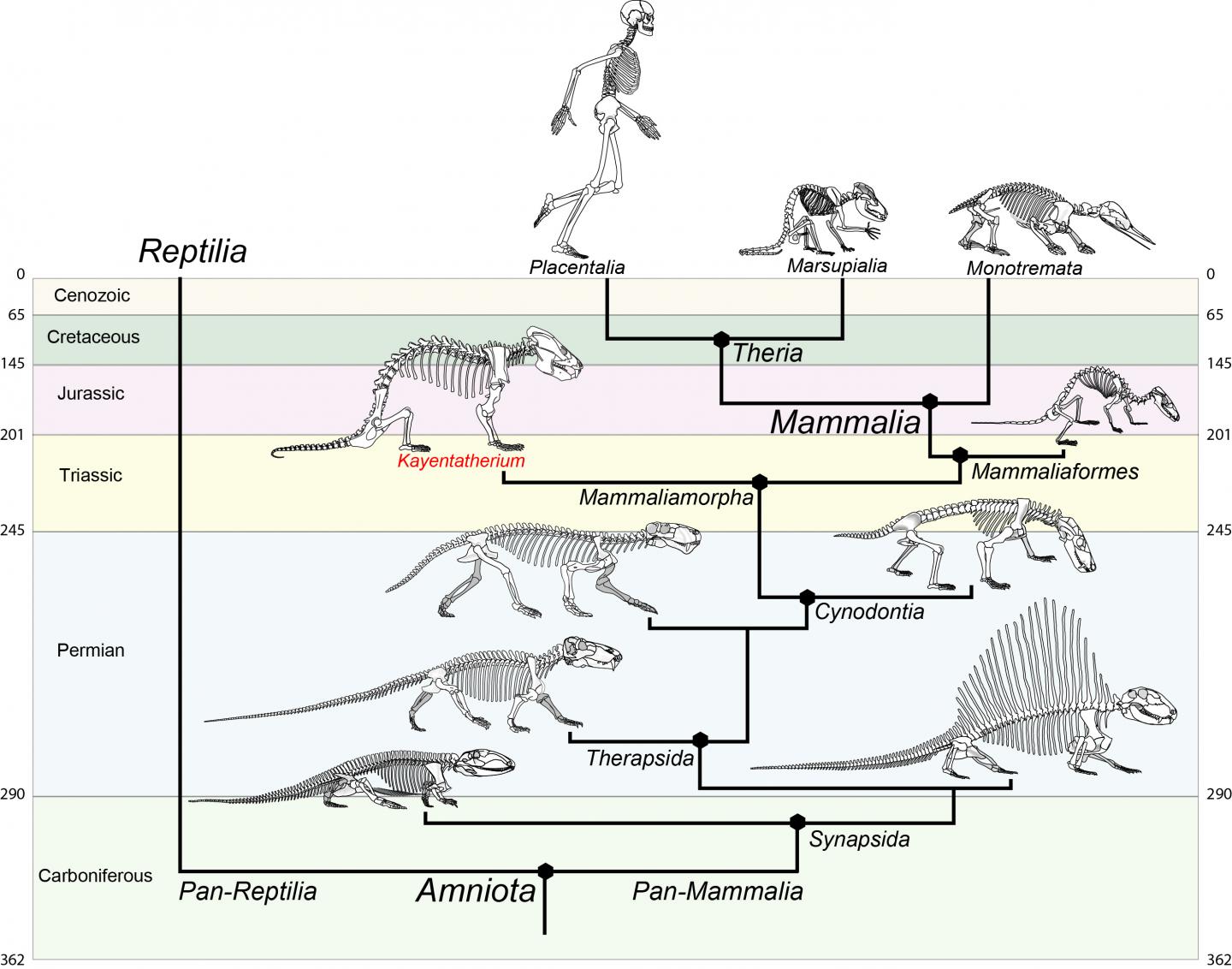 phylogenetic tree vertebrates