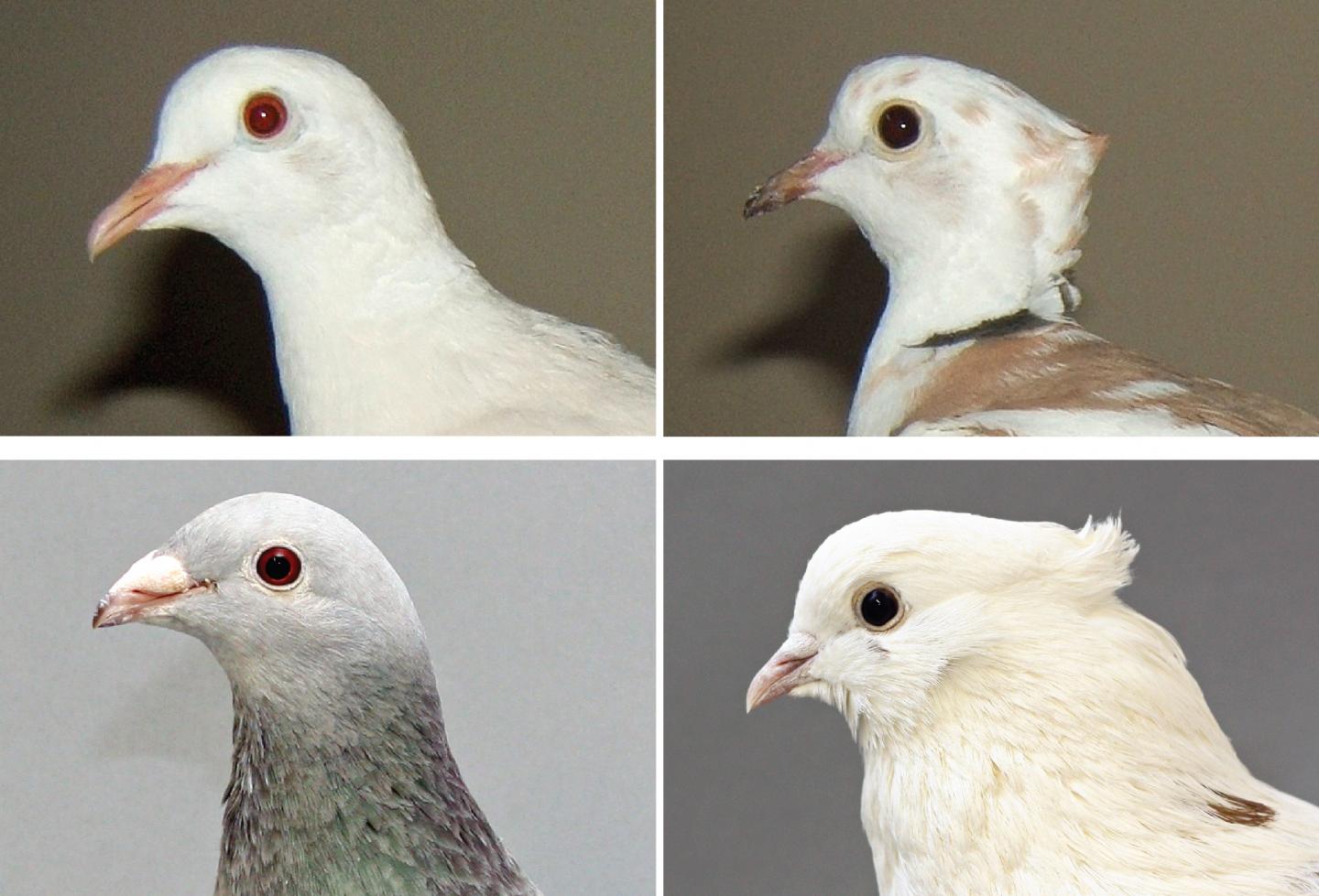 Ringneck Doves
