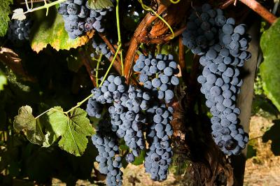 Analytical Chemistry Used to Test Wine Grapes