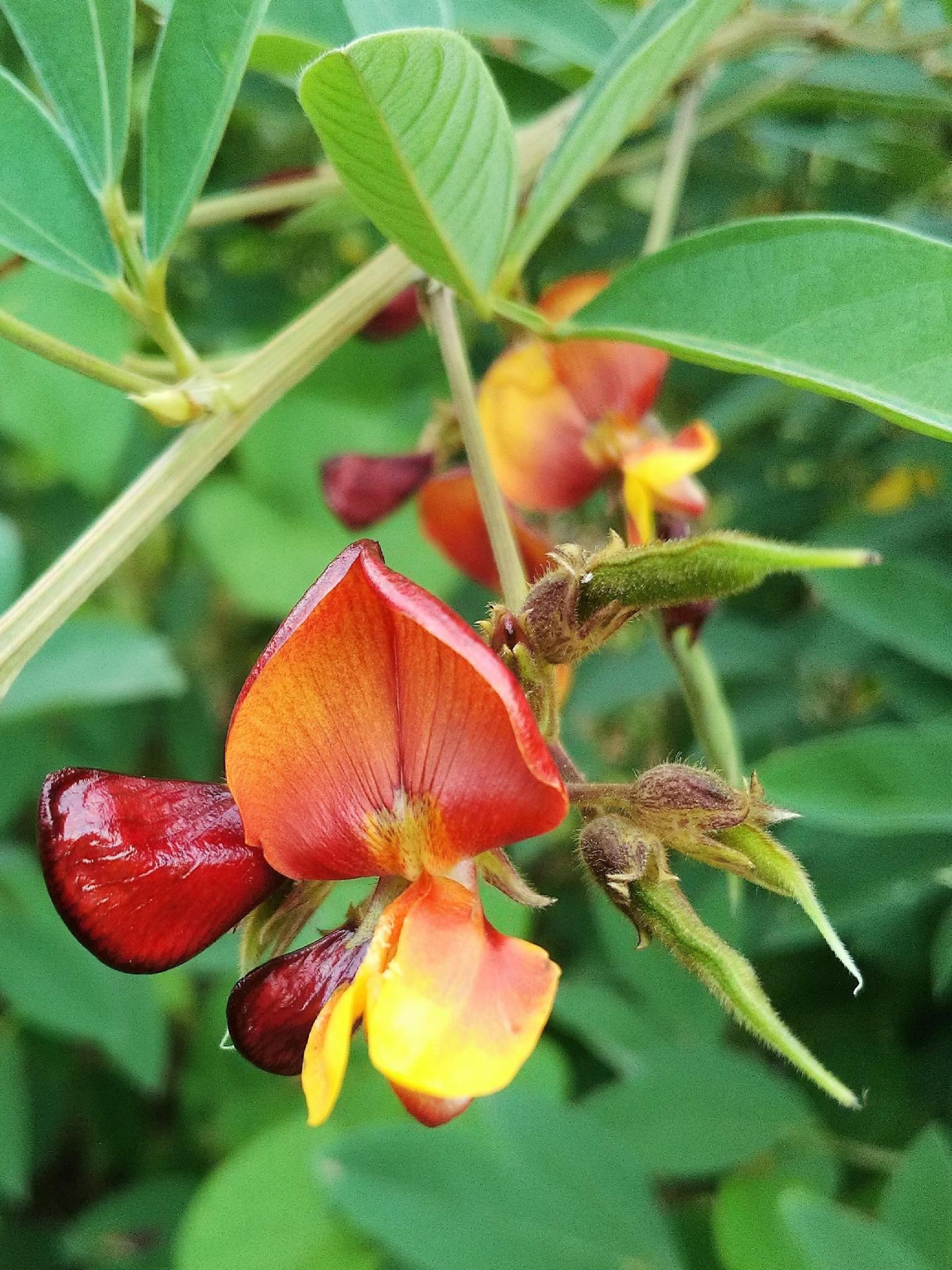 Pigeon Pea Flowers