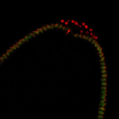 Embryonic Histone H1, dBigH1, Regulates Zygotic Genome Activation