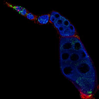 How <i>Wolbachia</i> Helps Female Insects Reproduce (4 of 9)