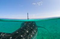 Scientists Using Holiday Snaps to Identify Whale Sharks (2 of 3)