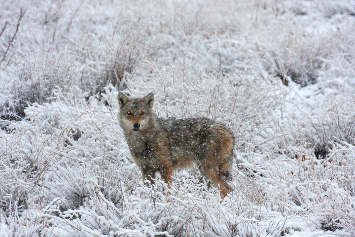 Iranian wolf