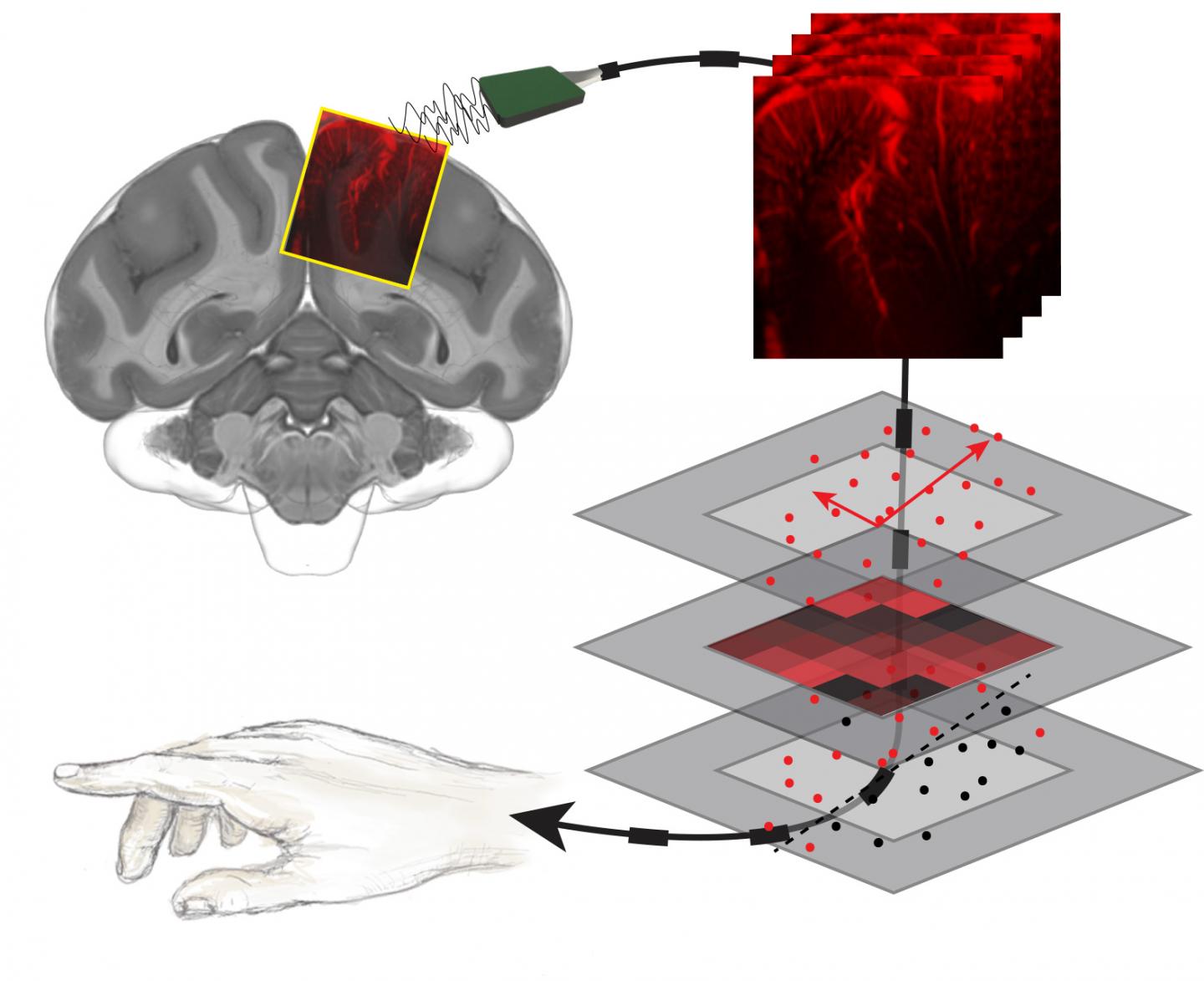 From brain imaging to predicting movement