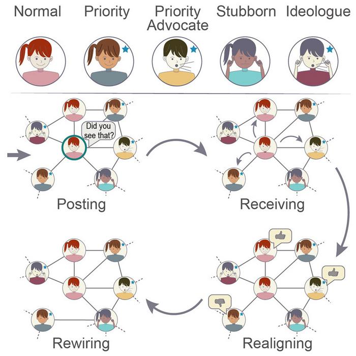 Verified Users on Social Media Networks Drive Polarization and the Formation of Echo Chambers