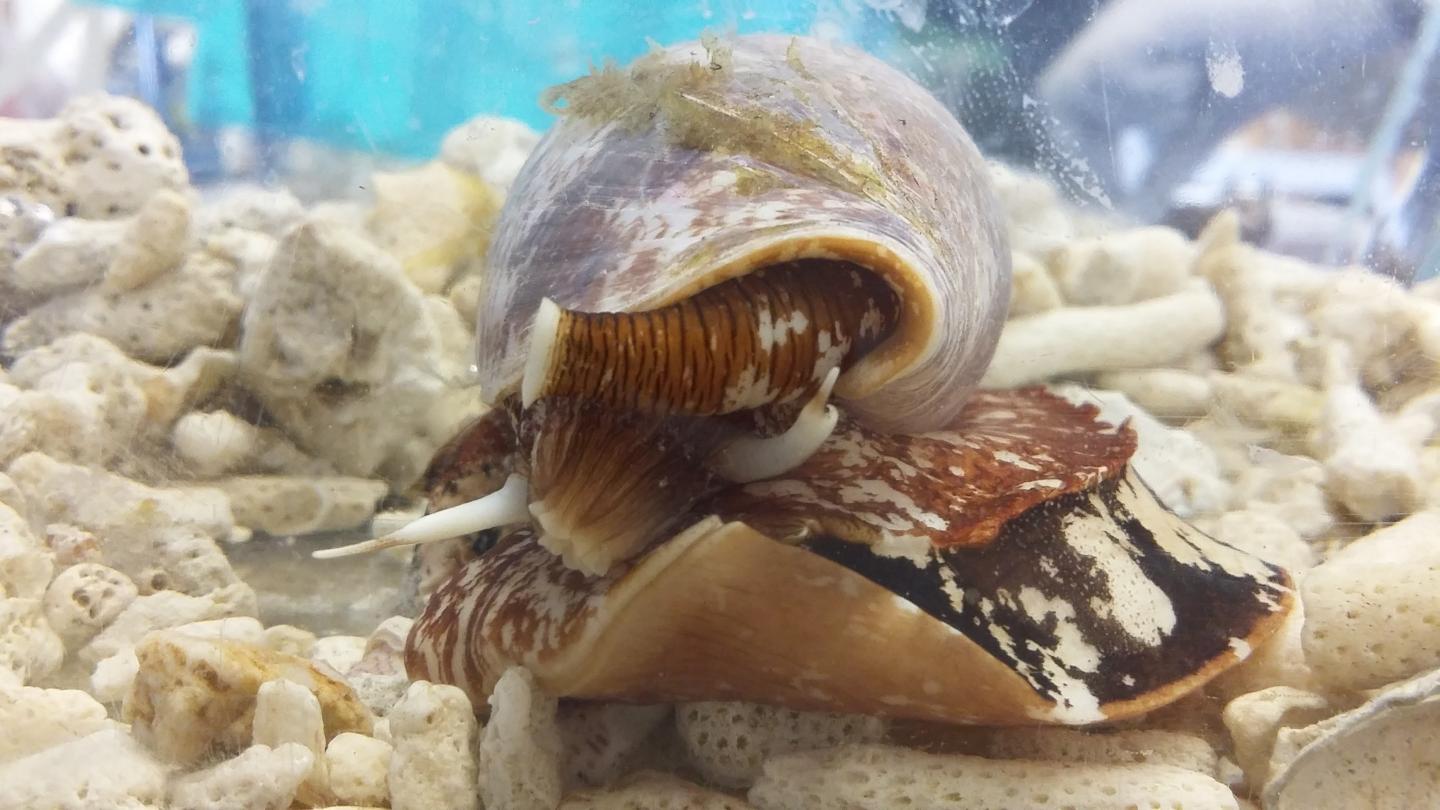 From cone snail venom to pain relief | EurekAlert!