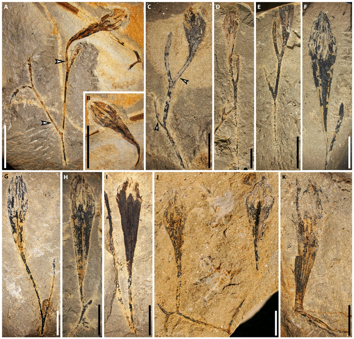 Terminal ovules and fertile branches of the Late Devonian seed plant Guazia dongzhiensis gen. et sp. nov.,