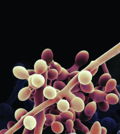 Thermophilic Fungus <I>M. thermophila</I>