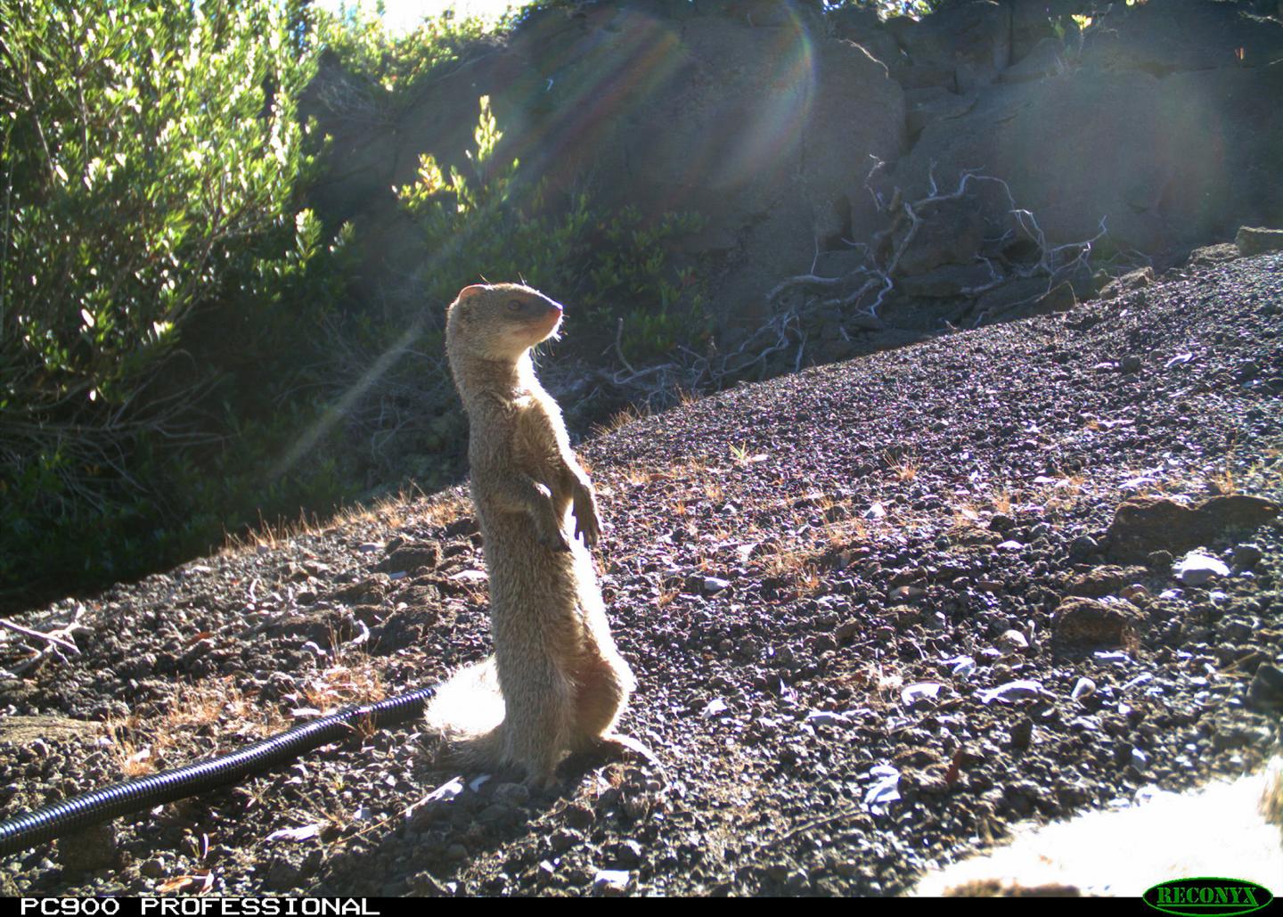 Mongoose in Hawaii