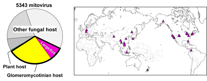 Proportions and locations of large duamitoviruses