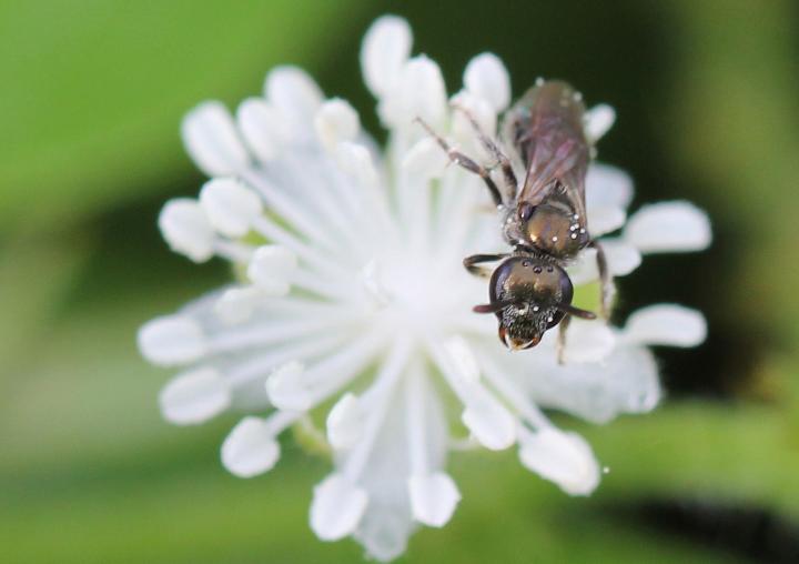 Sweat Bee in Mexico