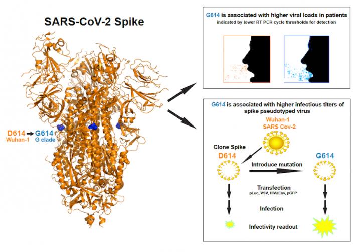 Virus with D614G Change in Spike Out-Competes Original Strain, but May not Make Patients Sicker