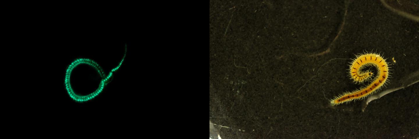 The Odontosyllis undecimdonta Fireworm in Daylight and in the Dark